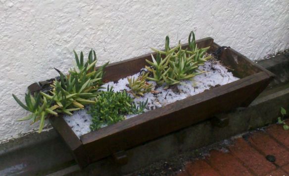 Plants after the hail